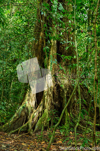 Image of Dense Tropical Rain Forest, Manuel Antonio Costa Rica