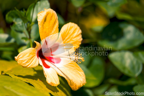 Image of yellow Hibiscus flower, Costa Rica nature