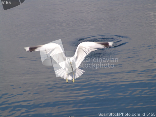 Image of Seagul