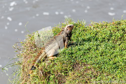 Image of Green iguana, Iguana iguana, river Rio Tarcoles, Costa Rica wildlife