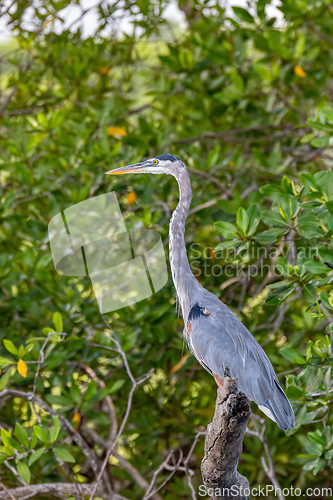 Image of Great blue heron, Ardea herodias, River Rio Tenorio, Costa Rica