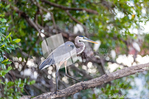 Image of Great blue heron, Ardea herodias, River Rio Tenorio, Costa Rica