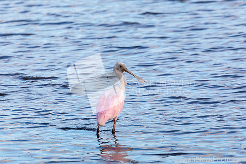 Image of Spoonbill, Platalea ajaja, Tarcoles, Costa Rica