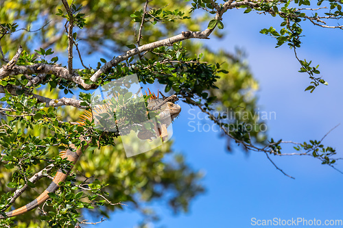 Image of Green iguana, Iguana iguana, River Rio Tenorio, Costa Rica wildlife