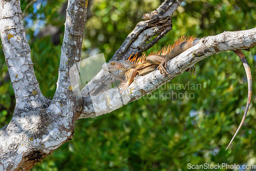 Image of Green iguana, Iguana iguana, River Rio Tenorio, Costa Rica wildlife