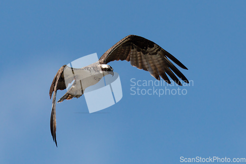 Image of Osprey flying above the River Rio Bebeder in Costa Rica
