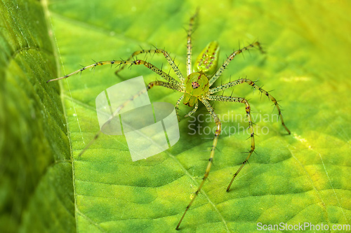 Image of Peucetia viridans, the Green Lynx Spider, Tarcoles, Costa Rica