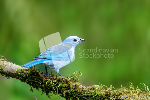 Image of Blue-gray tanager, Thraupis episcopus, Costa Rica