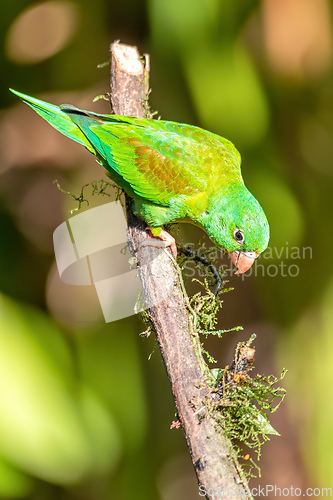 Image of Small green parrot Brotogeris jugularis, tirika tovi, Costa Rica.