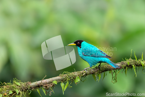 Image of Green Honeycreeper - Chlorophanes spiza, Costa Rica