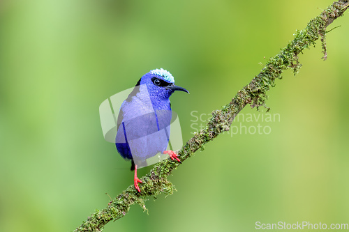 Image of Red-legged honeycreeper, Cyanerpes cyaneus, La Fortuna, Costa Rica