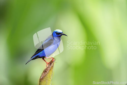 Image of Red-legged honeycreeper, Cyanerpes cyaneus, La Fortuna, Costa Rica