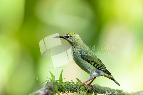 Image of Red-legged honeycreeper female, La Fortuna, Costa Rica