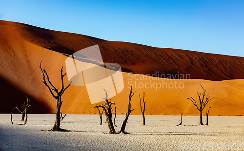 Image of Dead Vlei landscape in Sossusvlei, Namibia