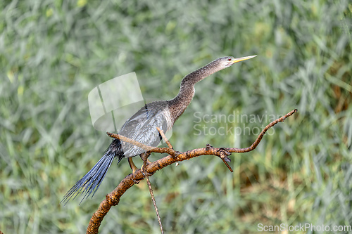 Image of Snakebird, darter, American darter, or water turkey, Anhinga anhinga, Costa Rica