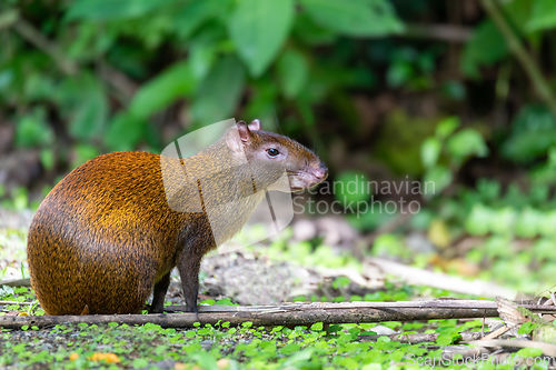 Image of Central American agouti - Dasyprocta punctata, La Fortuna Costa Rica