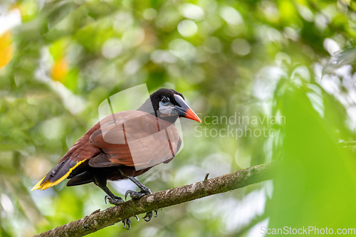 Image of Montezuma Oropendola - Psarocolius montezuma, La Fortuna Costa Rica