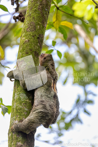 Image of Pale-throated sloth, La Fortuna, Costa Rica wildlife