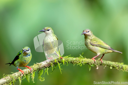 Image of Red-legged honeycreeper female, La Fortuna, Costa Rica