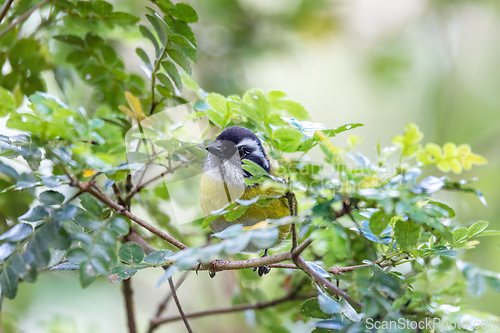 Image of Sooty-capped bush tanager - Chlorospingus pileatus, San Gerardo de Dota, Costa Rica.