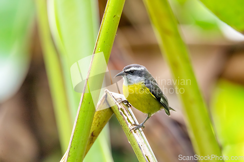 Image of Bananaquit - Coereba flaveola, La fortuna Costa Rica