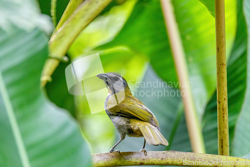 Image of buff-throated saltator - Saltator maximus, La Fortuna, Arenal, Costa Rica.