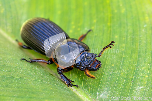 Image of Patent-leather beetle or horned passalus - Odontotaenius disjunctus, Costa Rica