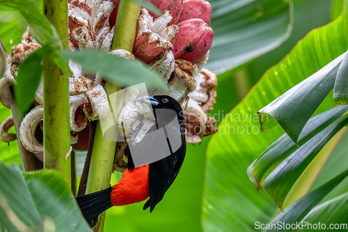 Image of Scarlet-rumped tanager tanager - Ramphocelus passerinii