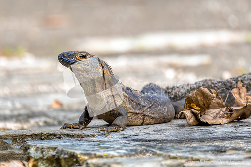 Image of Black spiny-tailed iguana (Ctenosaura similis), National Park Carara, Costa Rica wildlife