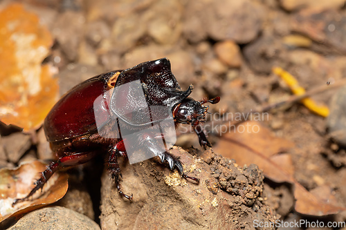 Image of Strategus aloeus, the ox beetle, Costa Rica