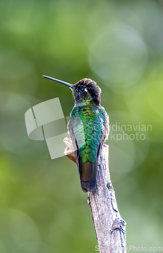 Image of violet-headed hummingbird - Klais guimeti, San Gerardo de Dota, Costa Rica.