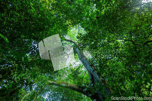 Image of Treetop in Tropical Rain Forest Carara, Costa rica
