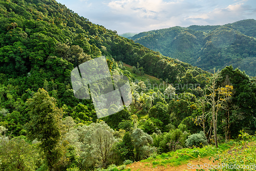 Image of Landscape in San Gerardo de Dota, Costa Rica.