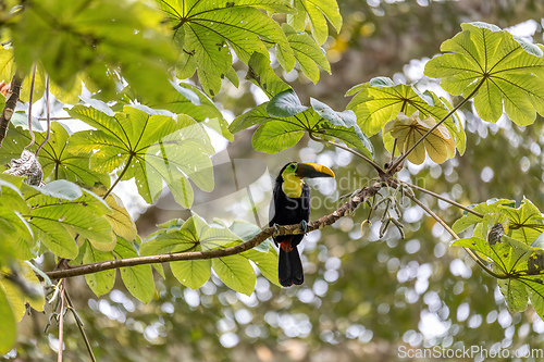 Image of yellow-throated toucan, Ramphastos ambiguus