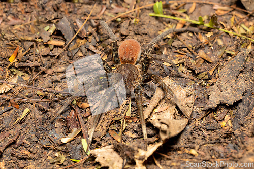 Image of Wandering Spider - Ancylometes bogotensis, ctenidae family, Costa Rica