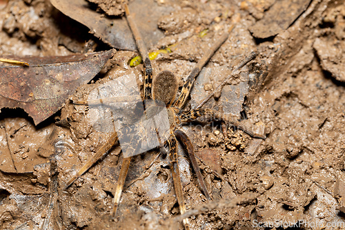 Image of Female of Fishing Spider, Ancylometes rufus. Costa Rica