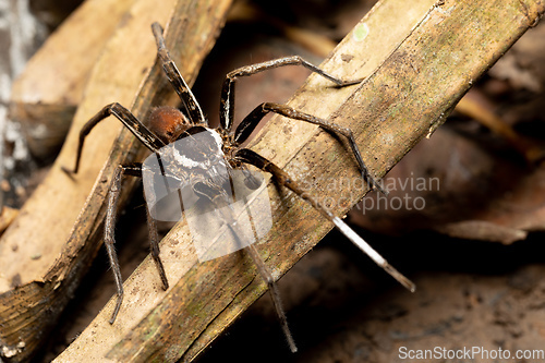 Image of Male of Fishing Spider, Ancylometes rufus. Costa Rica