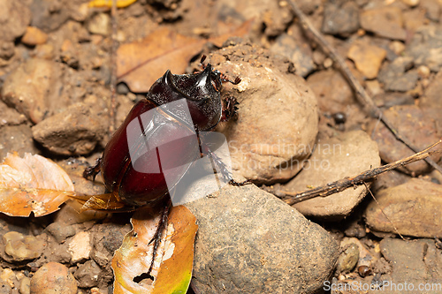 Image of Strategus aloeus, the ox beetle, Costa Rica