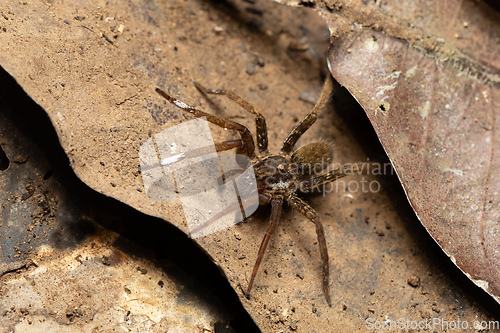 Image of Wandering Spider, Ctenidae family, Costa Rica