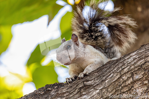 Image of Variegated squirrel, Sciurus variegatoides