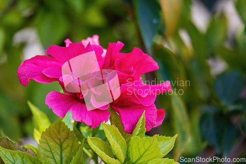 Image of Bougainvillea flowers blooming in the garden, Ethiopia