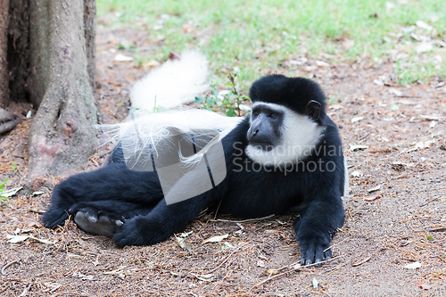 Image of Monkey Colobus guereza, Ethiopia, Africa wildlife