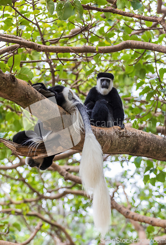 Image of Monkey Colobus guereza, Ethiopia, Africa wildlife