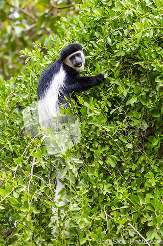 Image of Monkey Colobus guereza, Ethiopia, Africa wildlife