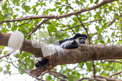 Image of Monkey Colobus guereza, Ethiopia, Africa wildlife