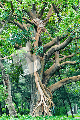 Image of Majestic green tree in city park Hawassa, Ethiopia