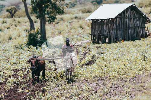 Image of Ethiopian farmer plows fields with cows