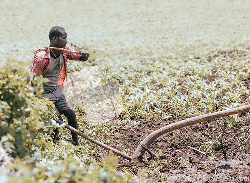 Image of Ethiopian farmer plows fields with cows