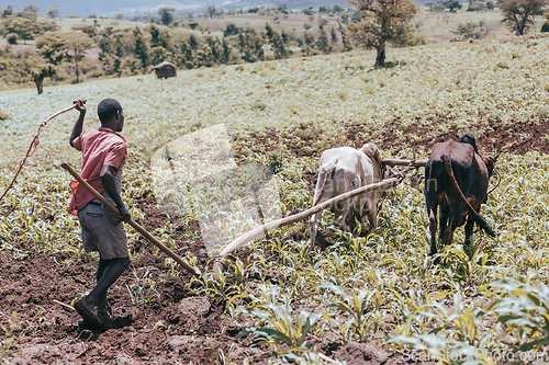 Image of Ethiopian farmer plows fields with cows