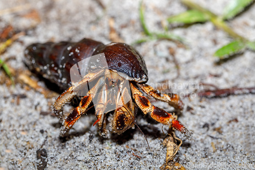 Image of hermit crab with snail shell Madagascar